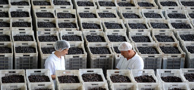 sofralik_zeytin_2.jpg sofralik_zeytin_2.jpg